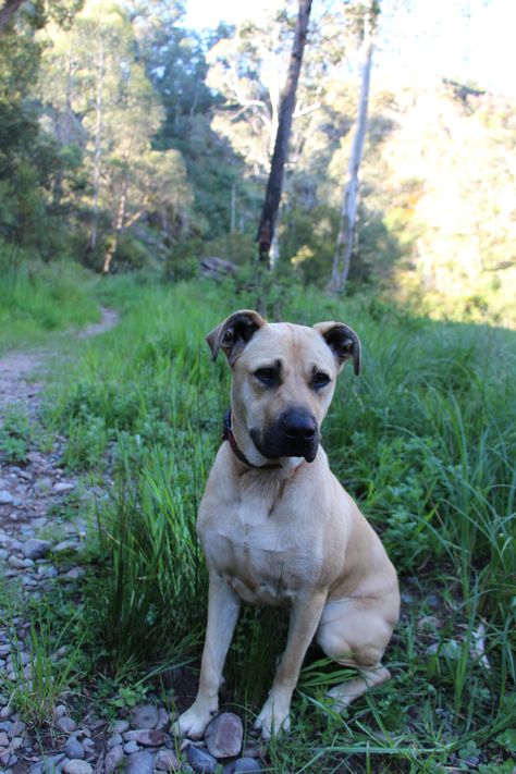 Our dog! Staffy cross labrador. Staffy X Labrador, Staffy Cross, Dog Staffy, Staffy Dog, Dog Crossbreeds, Mini Farm, Cool Pets, Dog Accessories, Mans Best Friend