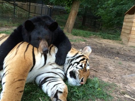 Sometimes we walk up to find Little Anne using her brother Doc as a big pillow.... Doc doesn't seem to mind at all. www.noahs-ark.org  #bear #tiger #noahsark #oddanimalcouples Odd Animal Couples, Morning Funnies, Noahs Ark Animals, Lol Meme, Unlikely Friends, Animals Friendship, Animal Sanctuary, Love Bear, Noah's Ark