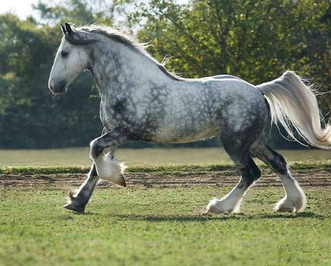 Drum Horse. The cross between a Gypsy Vanner and Shire draft. Sometimes a Clydesdale is used as the draft mare. photo: Mark Barrett. Drum Horse, Draft Horse Breeds, Dapple Grey Horses, Stunning Horses, Percheron Horses, Shire Horse, Horse Ideas, Horse Inspiration, Most Beautiful Horses