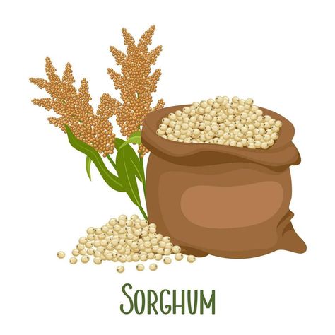 Set of sorghum grains and spikelets. Sorghum plant, sorghum grains in a bag. Agriculture, design elements, vector Sorghum Plant, Agriculture Design, Basket Drawing, Cityscape Photos, Logo Banners, Nature Backgrounds, Heart With Arrow, Background Banner, Flower Heart