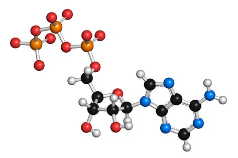 Get the ATP definition. Learn why ATP is an important molecule in metabolism and get interesting facts about adenosine triphosphate. Oxidative Phosphorylation, Prefixes And Suffixes, Chemistry Experiments, Chemical Reactions, Science Lab, Microbiology, Science Art, Beauty Brand, Biology