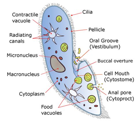 A labeled diagram of Paramecium By Deuterostome (Own work) [CC BY-SA 4.0 (https://creativecommons.org/licenses/by-sa/4.0)], via Wikimedia Commons Paramecium Drawing, Paramecium Diagram, Biology Drawing, Science Diagrams, Microscopic Organisms, Plasma Membrane, Animal Classification, Tools Drawing, Nutrition Facts Label