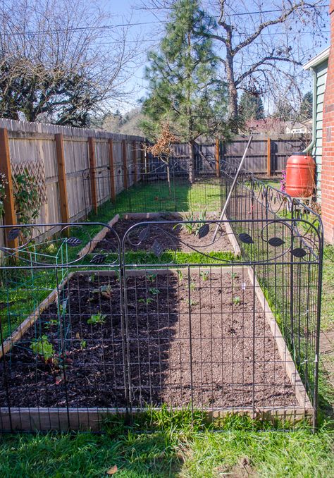 Flower Bed Fence Ideas Dogs, Dog Proofing Garden, Dog Proof Vegetable Garden, Dog Proof Garden Beds, Dog Safe Garden, Dog Proof Garden, Metal Garden Fencing, Garden Gates And Fencing, Garden Inspo