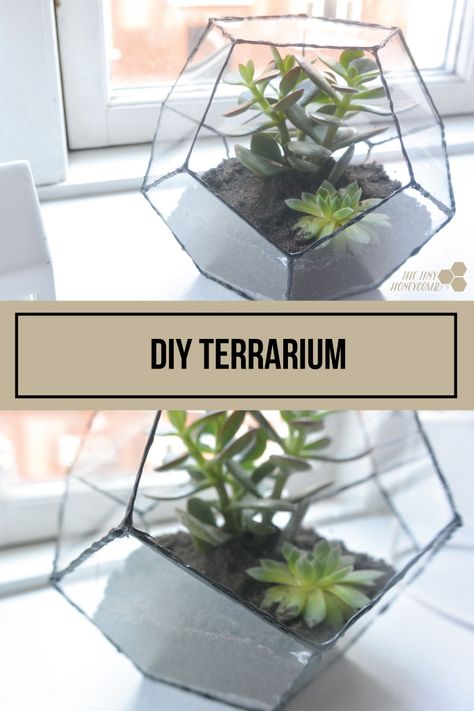 DIY Terrarium | How to make a geometric terrarium | The Tiny Honeycomb Geometric Terrarium Diy, Terrarium Base, Diy Honeycomb, Diy Succulent Terrarium, Diy Terrarium, Air Plant Terrarium, Geometric Terrarium, Terrariums Kits, Terrarium Diy