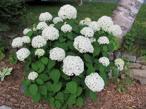 Annabelle Hydrangea White Flowering Shrubs, Hydrangea Arborescens Annabelle, Lilac Plant, Annabelle Hydrangea, Hydrangea White, Endless Summer Hydrangea, Hydrangea Arborescens, Panicle Hydrangea, Limelight Hydrangea