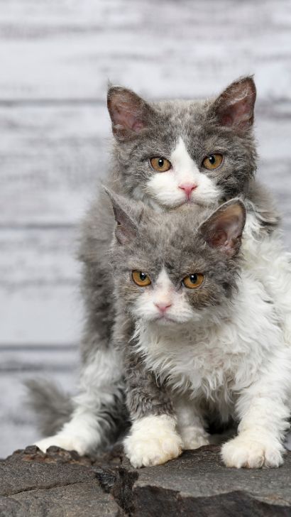 9 Curly Haired Cat Breeds: A Guide To Curly-Haired Cat Breeds From Selkirk Rex Cat  To Skookum Skookum Cat, Selkirk Rex Cat, Curly Haired Cat, Selkirk Rex Kittens, Curly Cat, Coat Types, Good Morning Cat, Cutest Cats Ever, Selkirk Rex