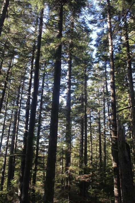 Here’s what to do if lost in the Maine woods — Act Out — Bangor Daily News — BDN Maine North Maine Woods, Maine Woods, Bangor Maine, University Of Maine, Survival Blanket, How To Make Fire, Bangor, Birch Bark, Outdoor Survival