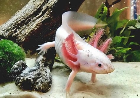 #axolotl Leucistic Axolotl, Endangered Animals, Leg Work, Aquatic Plants, Exotic Pets, Amphibians, Sea Life, Animals Wild, Fish Pet