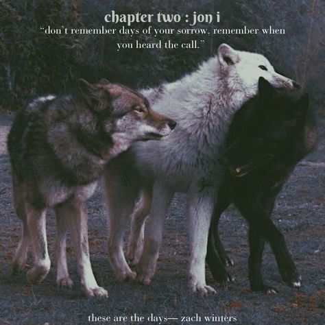 Lone Wolf Quotes, Twilight Wolf, Werewolf Aesthetic, Wolf Love, Wolf Spirit, Beautiful Wolves, Black Wolf, Wolf Dog, Fantasy Aesthetic