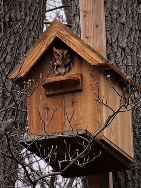 Owl Nesting Boxes, Owl House Plans, Outhouse Birdhouse, Bird Feeder Baffle, Owl Birdhouse, Owl Nest Box, Cabin Birdhouse, Victorian Birdhouses, Mosaic Birdhouse