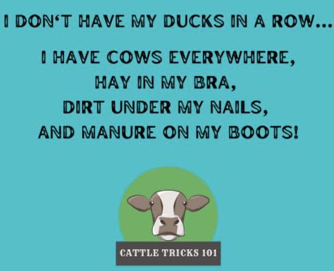 Livestock Quotes, Livestock Judging, Fun On The Farm, Pig Showing, Show Cows, Clothing Quotes, Horse Riding Quotes, Longhorn Cattle, Cowgirl Quotes