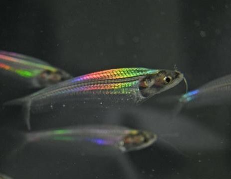 Ghost Fish, Fish With Light On Head, Glowlight Tetra, Glow In The Dark Fish, Bioluminescent Fish, Glass Catfish, Transparent Fish, Glow Fish, Fish List