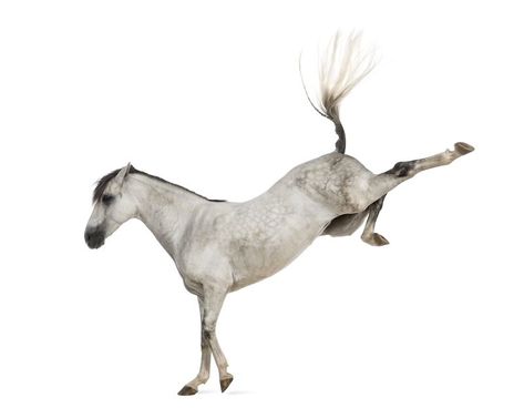 Andalusian horse kicking out Horse Kicking, Movement Poses, Horse Behavior, Horse Knowledge, Toy Horses, Horse Reference, Horse Anatomy, Grey Shades, Icelandic Horse