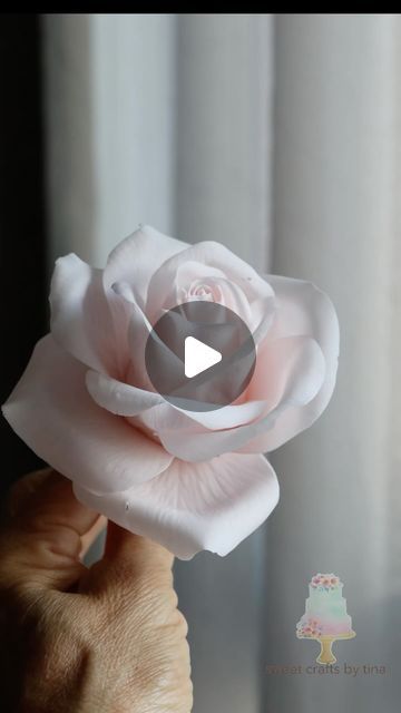 Tina Chen on Instagram: "In this tutorial, I will demonstrate how to make the inner petals of a sugar rose. Typically, I create 6 to 7 layers for a complete sugar rose.   To achieve a natural and beautiful rose, mastering the cone and the first three layers is essential. I hope this video helps you with your sugar flower crafting.  I will post whole process of sugar garden rose making on my YouTube account soon. If you are interested to know more details of sugar rose. You can watch on Sweet Crafts by Tina.   #sugarflowerclass #sugarpaste #floralcrafts #edibleflowers #waferpaperflower #weddingcake #sugarflowers #sugarflower #ediableflowers  #waferpaperflowers #gumpasteflowers #gumpaste #gumpasteflower #flowerpaste #sugarart #weddingcakedecoration #cakedecorating #handmadeflowers  #sugarflo