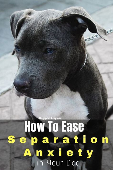 Teach Dog Tricks, Dog Illnesses, Heath Tips, Dogs Training, Dog Care Tips, Pet Care Tips, Pet Hacks, Dog Care, Happy Dogs