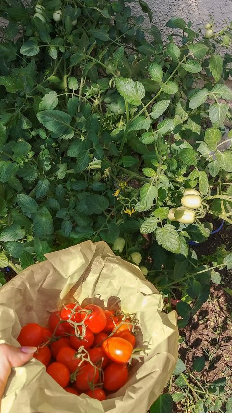 picking some tomatoes 🍅 cottage core | plant | garden | cottage core aesthetic | california | aesthetic | cottage core garden | italian summer vintage aesthetic Julia + Core + Aesthetic, Summer Vintage Aesthetic, Cottage Core Garden, Aesthetic Cottage Core, Aesthetic California, Fried Tomatoes, California Aesthetic, Aesthetic Cottage, Farm Day