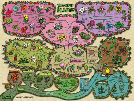 From the video: youtu.be/ONVpFtiD-fo?si=Yggt4ityVmc1GgVJ In this map of plants I summarise all of the different kinds of plants from algae all the way through bryophytes, ferns, gymnosperms, angiosperms, monocots, eudicots, rosids and asterids. I explain how they are related to each other due to their evolutionary history, and the features that make plants so successful, leaves, roots, a vascular system, spores, seeds, flowers and fruits. Grafting Plants, Summer Study, Best Primer, Home Learning, Growing Food, Native Plants, Our Planet, Writing Inspiration, Colorful Flowers