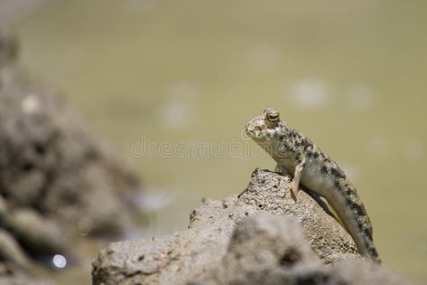 Mudskipper stand on mud. Mud skipper standing on mud this photo taken at Krabi p , #ad, #Mud, #skipper, #mud, #Mudskipper, #stand #ad Mud Skipper, Krabi, Aquarium Fish, Art Sketches, Thailand, Stock Images, Fish, Animals, Art