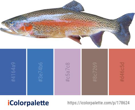 3 Trout Color Palette ideas in 2020 | iColorpalette Fish Image, Trout Farm, Fish Color, Fish Salmon, Cutthroat Trout, Trout Fish, Color Palette Ideas, Salmon Fish, Palette Ideas