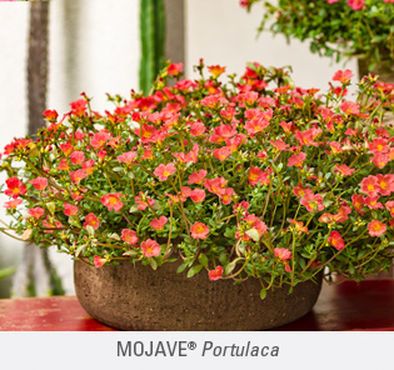 Flowers Pots Ideas, Bicycle Planter, Portulaca Flowers, Mailbox Garden, Portulaca Grandiflora, Pots Ideas, Edging Plants, Cement Blocks, Moss Rose