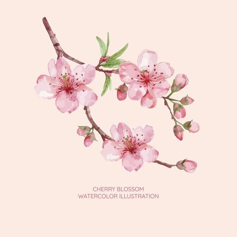 Cherry blossom watercolor illustration | Premium Vector #Freepik #vector Pink Flower Illustration, Cherry Blossom Illustration, Blossom Watercolor, Cherry Blossom Watercolor, Cherry Blossoms Illustration, Haifa, Typography Art, Flower Illustration, Watercolor Illustration