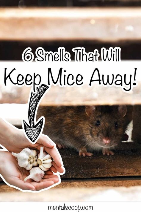 6 Smells That Will Keep Mice Away! - Mental Scoop Rodent Repellent Plants, Diy Mice Repellent, Mouse Poison, Repellent Diy, How To Deter Mice, Rat Repellent, Bunny Quotes, Rodent Repellent, Mice Repellent