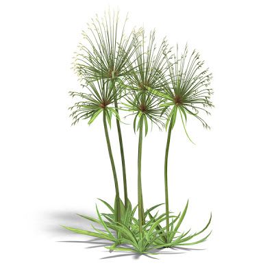 PlantWerkz: Papyrus Plant -Cyperus Papyrus Papyrus Plant, Cyperus Papyrus, Plant Tattoo, Egyptian Tattoo, Scientific Name, Landscape Drawings, Nature Plants, Mini Garden, Digital Art Tutorial