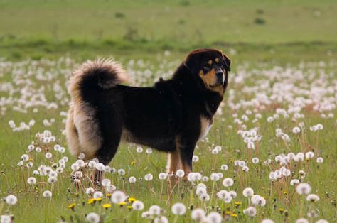 Tibetan mastiff. (This is the breed that the Chinese coal baron paid millions for.) GORGEOUS! Tibetan Mastiff Puppy, Tibetan Mastiff Dog, Tattoo Animals, Guard Dog Breeds, Giant Dog Breeds, Livestock Guardian Dog, Livestock Guardian, Tibetan Mastiff, Guard Dog