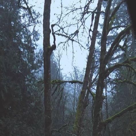 Gothic Cinematography, Oregon Gothic, Northeastern Gothic, Pnw Gothic, Northwest Gothic, Oregon Forest, Old Pianos, Dark Nature, American Gothic