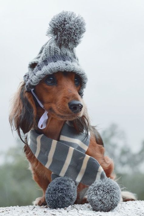 Cute Dog Clothes, Haikou, Weenie Dogs, Dachshund Puppies, Dachshund Love, Winter Clothing, Dachshund Dog, Cute Funny Animals, Dog Pictures