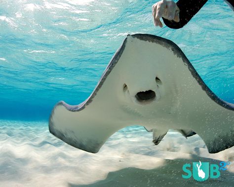 Funny Stingray, Stingray City Grand Cayman, Baby Stingray, Weird Looking Animals, Sting Rays, Fauna Marina, Manta Rays, Water Animals, Underwater Creatures