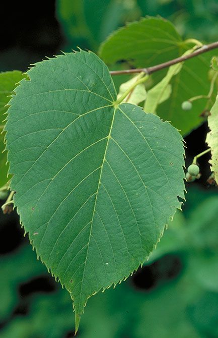 American basswood (Tilia americana) | Minnesota DNR Tilia Americana, Basswood Tree, Ohio Landscape, Texas Trees, Forged Jewelry, Japanese Packaging, Landscape Plants, Plant Tree, Earthship