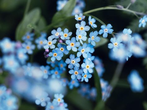 Cheerful, charming, and the truest of blues, the Alpine forget-me-not is known for its delicate, yet striking beauty. Standing 5-to-12-inches tall, with five petals measuring no more than a third of an inch wide, the Alaska state flower boasts fluorescent blue petals and an ornate yellow and white eye. Alaska Flowers, Alaska State Flower, Poisonous Flowers, Cow Parsnip, Native Artwork, Striking Beauty, Blue And Purple Flowers, Poisonous Plants, Blue Backdrops