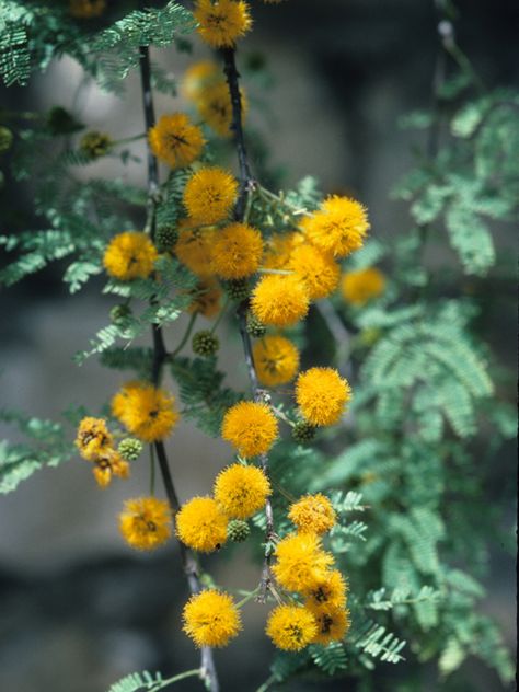 Acacia Illustration, Mulga Acacia Tree, Yellow Acacia, Acacia Baileyana, Lady Bird Johnson Wildflower Center, Asclepias Tuberosa, Seed Bank, Lady Bird Johnson, Australian Flora