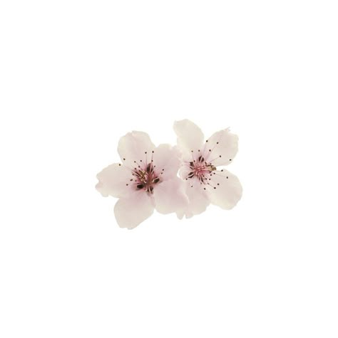 Cute Things With White Background, White Pfp Icon, Widget Flower, Cute Flower Drawing, Images Terrifiantes, Flower Icon, Floating In The Air, Flower Image, Flower Icons