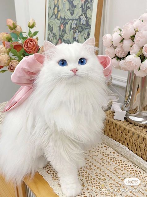 Cat Snow, Turkish Angora Cat, Angora Cats, Cats Photos, Cat With Blue Eyes, Image Chat, Cute Animals Puppies, Fun Vid, Cute Little Kittens