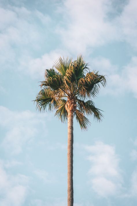 Palm Tree California, California Branding, Surfing California, Palm Tree Photography, Beach Wallpaper Iphone, Surf Travel, Beach Wall Collage, California Palm Trees, California Vibe