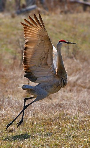 Crane Dance, Sandhill Cranes, Sandhill Crane, Coastal Birds, Crane Bird, Bird Wings, Herons, Shorebirds, Airbrush Art