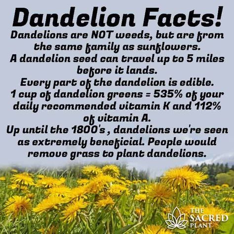 The Dandy Dandelion: - Seeking Serenity & Harmony | Edible wild plants, Healing plants, Medicinal plants Edible Wild Plants, Healing Plants, Wild Edibles, Wild Food, Wild Plants, Edible Plants, Healing Herbs, Back To Nature, Medicinal Herbs