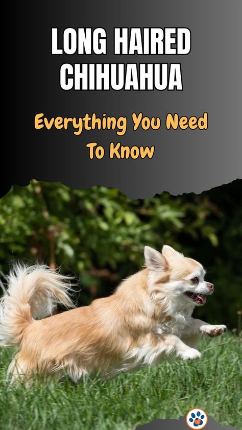 long haired Chihuahua Long Coat Chihuahua, Dog Grooming Diy, Chihuahua Facts, Long Haired Chihuahua, Chihuahua Love, Dog Grooming, Chihuahua, Fun Facts, Need To Know