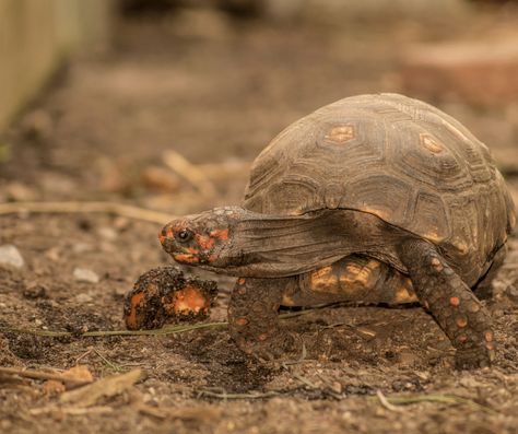 How to Care for Your Red-Footed Tortoise - Allan's Pet Center Nails Turtle, Tortoise Aquarium, Redfoot Tortoise, Tortoise Nails, Tortoise Cage, Tortoise Art, Tortoise Shell Nails, Tortoise Drawing, Tortoise Tattoo