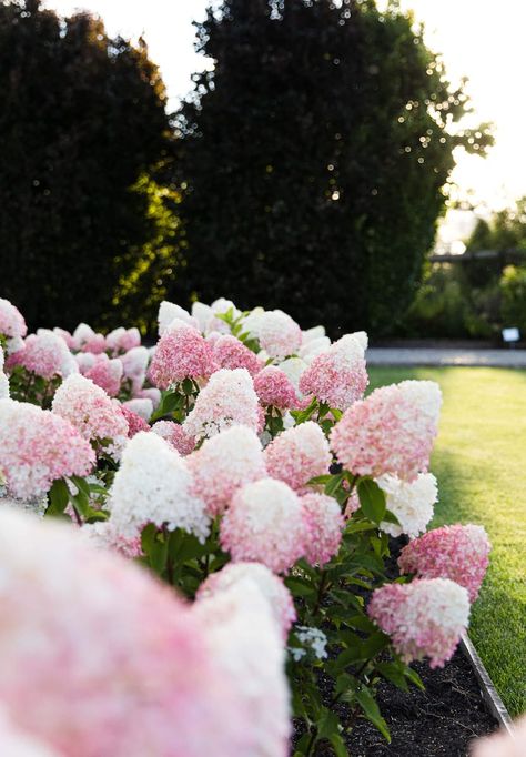 Hydrangea paniculata Living Pink & Rose® Large Hydrangea, Hydrangea Paniculata, Square Meter, Big Flowers, Large Flowers, Hydrangea, Pink Rose, Density, Square