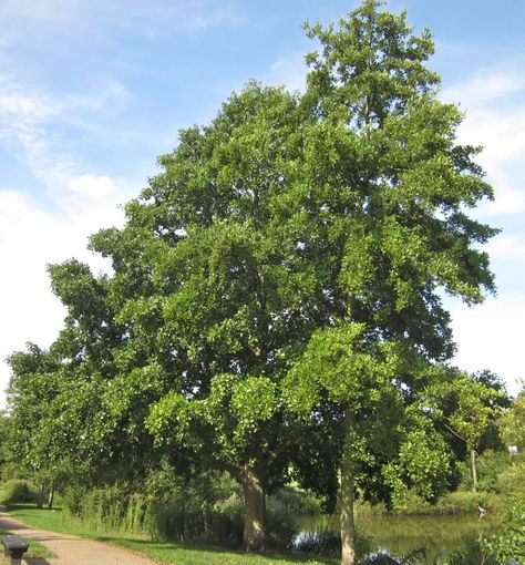 Alnus Glutinosa, Conifer Cone, Creative Gardens, Alder Tree, Western Asia, Old Trees, River Bank, Urban Area, North Africa