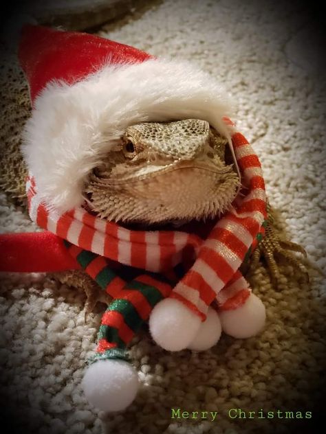 Bearded Dragon Christmas, Lizard Costume, Bearded Dragon Cute, Bearded Dragon Care, Cute Lizard, Roblox T Shirts, Pet Dragon, Cute Reptiles, Cute Dragons