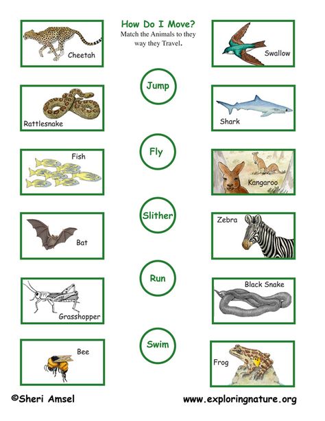 SCIENCE :ANIMALS: Worksheet 3 - Match The Animals To The Way They Mo... Animals Movement Worksheet, Kindergarten Science Worksheets, Animals Worksheet, Farm Animals Preschool, Preschool Activity Books, Worksheets For Class 1, Fun Worksheets For Kids, Animal Movement, Preschool Circle Time