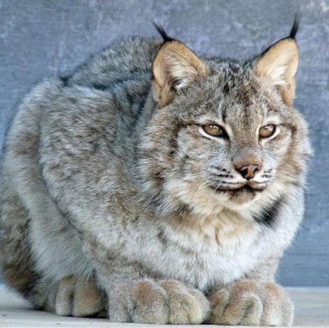 The Canadian lynx is a true miracle of nature. Judge for yourself: this animal is twice as miniature as an ordinary lynx, while it has a huge amount of soft fluffy fur in which you want to drown. But the most remarkable feature of the Canadian lynx is its disproportionately massive and wide paws, which are so convenient to walk on deep snow. Well, just a winter fairy tale, not a pet! Canada Lynx, Animale Rare, Animal Sketches, Cat Aesthetic, Wildlife Animals, Lynx, Animal Photo, Beautiful Cats, Big Cats