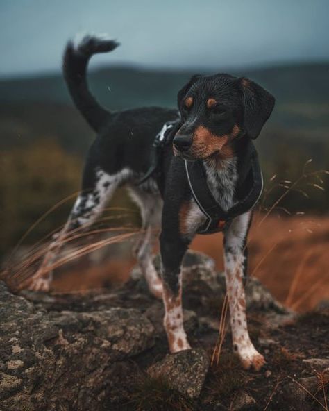 Rare Dog Breeds Unique, Cute Mutt Dogs, Mutt Dog Aesthetic, Dynamic Dog Poses, Dogs In Nature, Dog In Nature, Miki Dog, American Indian Dog, Dog Reference