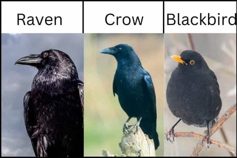 Ravens Vs Crows Vs Blackbirds | Earth Life Raven Vs Crow, Fish Life Cycle, Insect Life Cycle, American Crow, Bird Facts, Urban Habitat, Fish Skeleton, Bird Identification, Bird Calls