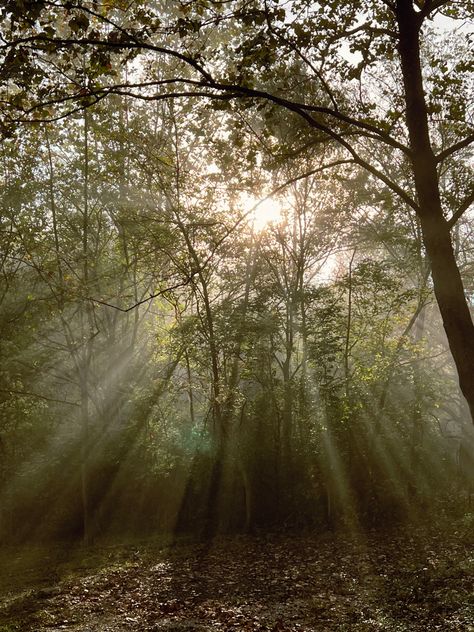 Morning Light Aesthetic, Morning Fog Aesthetic, Fall Fog Aesthetic, Autumn Fog Aesthetic, Misty Morning Aesthetic, Foggy Spring Morning, School Core, Autumn Mist Foggy Morning, Journal Images