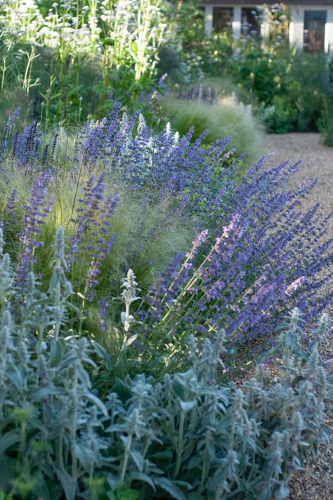 Nepeta and Stachys looking gorgrous in a mixed perennial border in Norfolk. Soft Stipa grasses flow through the planting drifts. Follow for more beautiful planting schemes from my #gardendesign work in #Norfolk and #Suffolk. Farmhouse Front Garden, Drift Planting, Purple Border, Planting Schemes, Courtyard Ideas, Perennial Border, Planting Plan, Farmhouse Front, Garden Borders